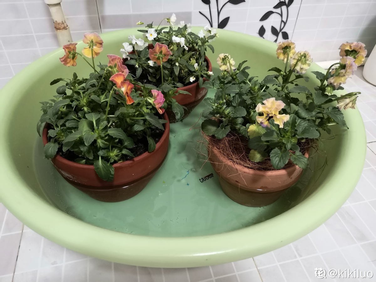 蟹爪兰度夏后，干瘪低垂没精神，4个方法重换新生