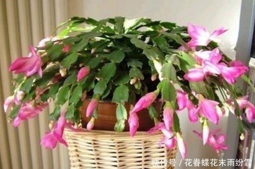 秘诀|爷爷养蟹爪兰,20天长成“胖墩”,学会3个秘诀,比施肥奏效!