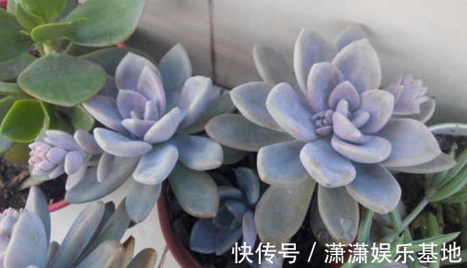 多肉|适合新手养的9种多肉，叶片沾土就活，轻松长爆盆，状态非常美