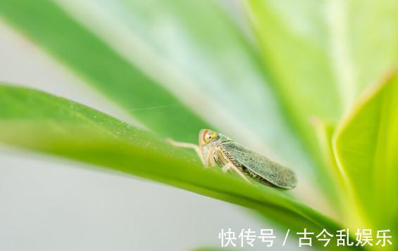 虫害|家里的花草爱生虫生病？盘点养花常用药，不再白花钱