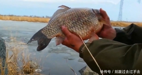钓获比巴掌还大的野生鲫鱼,而后放生,钓友:不想钓上这种鱼