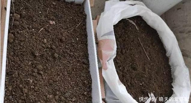 格外|自己动手制作腐叶土、松针土养花,一点不难,还格外省钱好用