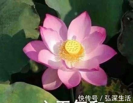 食谱|养生先养肺,养肺注意4方面,3个清肺食谱换着吃,肺部越来越健康