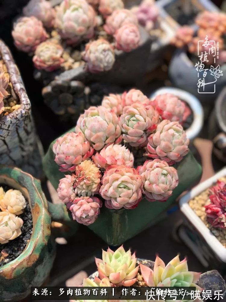 多肉花园梦青春正好,梦想趁早,别坐等自己变老!