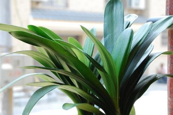 君子兰难开花在盆里埋点“它”,花剑蹭蹭窜,叶子油绿开爆盆!