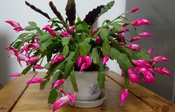 叶片|蟹爪兰叶片软趴趴怎么办从3方面对症处理,冬春花开爆满盆