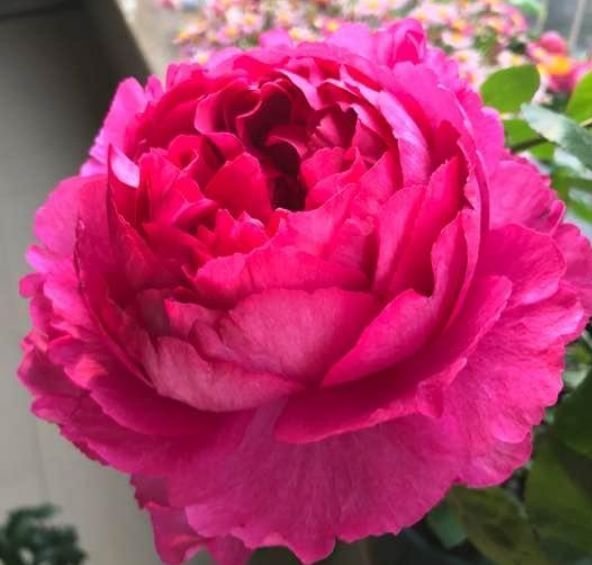 香水|4种花懒人、新手都能养的好，家里养1盆，满屋子清香四溢！