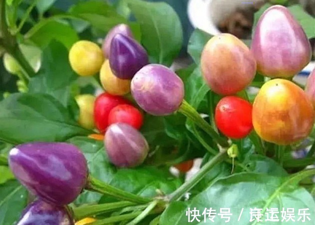 家养|一种辣椒,适合家养盆栽,一棵结果300个,果子压断枝,吃不完