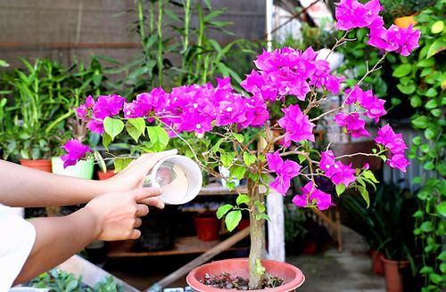 三角梅开败了?狠狠心,用3个“高招”,挤满新枝芽,又爆二茬花