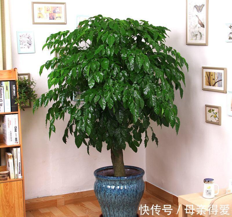 客厅|客厅见树,十家九富,6种富贵树,随便养一盆,子孙一直富