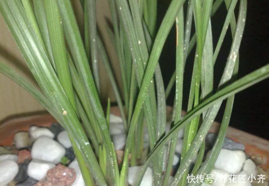 兰苗|盛夏养兰花，做好“三要、三不要”，兰苗叶片油绿，植株硬挺
