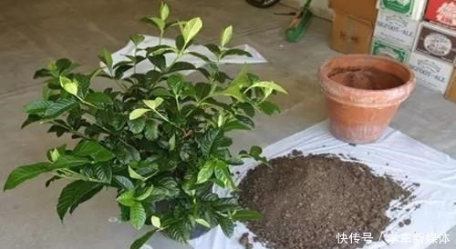 难怪养花“买一盆、死一盆”,简单3步操作,养啥旺啥,晋升高手!