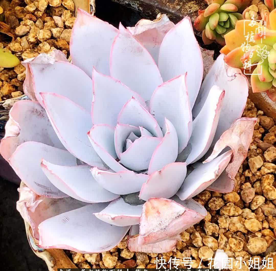 我的多肉宝宝美图，愿能给大家带来一丝轻松与愉悦！