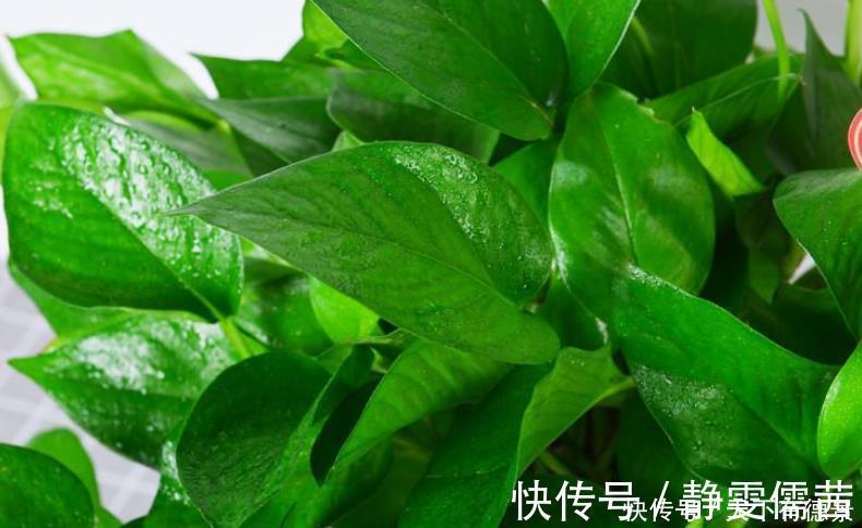 绿萝喜欢“3种水”,实惠又省钱,定期浇灌不黄叶,长势旺盛