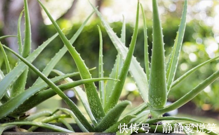 家养此款花卉,开花勤爱爆盆,旺财又镇宅,好养易活,四季常青!