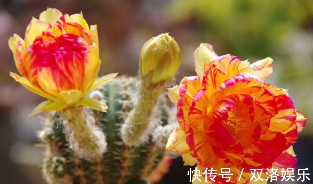 静夜|6种多肉太难养,赶紧留个种,省得每年都要重新买!