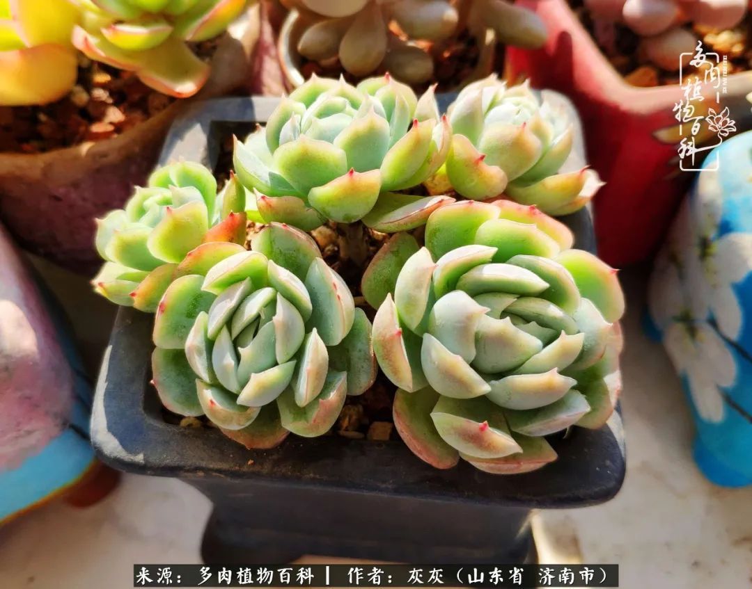 多肉植物|养多肉四年，铁打的盆盆流水的肉，无需多问，问就是喜欢！