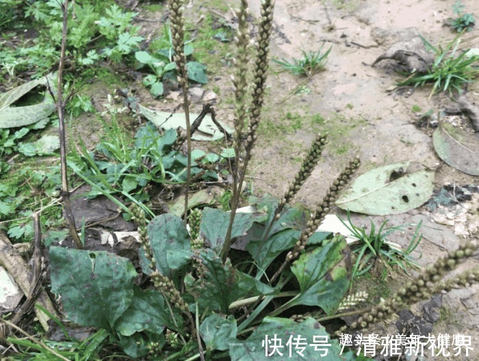 车前草性|医生提醒车前草浑身都是宝,可惜很多人不知道,现在知道还不晚