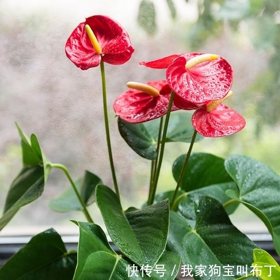 鸡蛋壳|要想盆栽花卉长的旺,万能土不能少