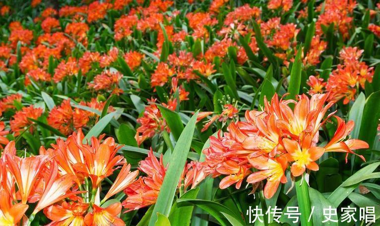 叶片子|你家的君子兰还没长出花苞,这三个小妙招送给你