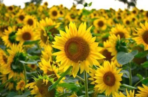 4种常见的花，开花漂亮、花期长，养护起来又简单