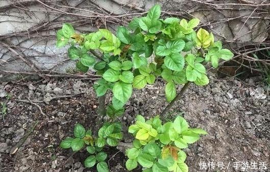 植物|养花需“氮磷钾肥”怎么办别再花钱买了，上厨房找找全都有了！