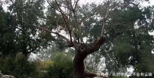 上吊自杀|煤山上,崇祯皇帝上吊自杀的槐树,为何被铁链拴200多年?答案其实很简单