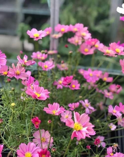 开得|用小盆养成大片花丛的大波斯菊,花朵开得特艳丽,还是要种院子