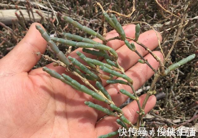 含钙量是牛奶的5倍，外国人视为高端菜，国内种植却少有人吃过