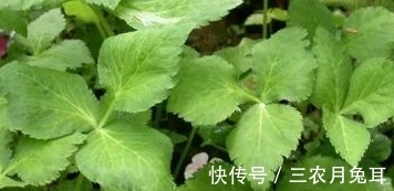 农作物|农村一种野草,长在地里是麻烦,端上餐桌是美味,超市13元一斤