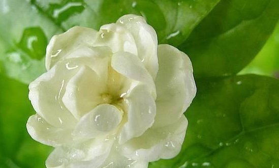 光照|喜欢养花,就养这4种花,花香“静气凝神”,养眼还能净化空气