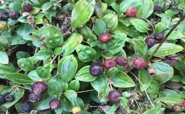 见到|农村见到的“地茄子”,钙含量是牛奶5倍,如今才知价格珍贵