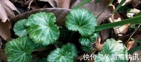 冻疮|路边这长相似“耳朵”的草,你认识么?中医说它对治疗冻疮有奇效
