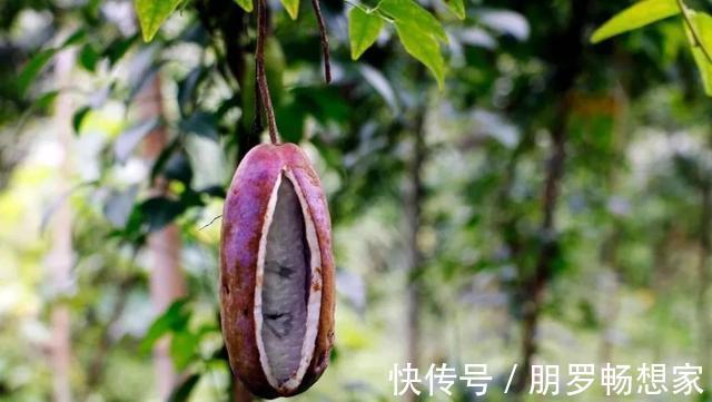 亩产量|农村一种野果,看起来像香蕉,吃一口甜得发腻,老人、小孩都爱吃
