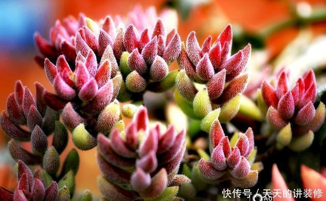 你家|5种有毒的多肉植物,你家可能就有一盆,养护需小心