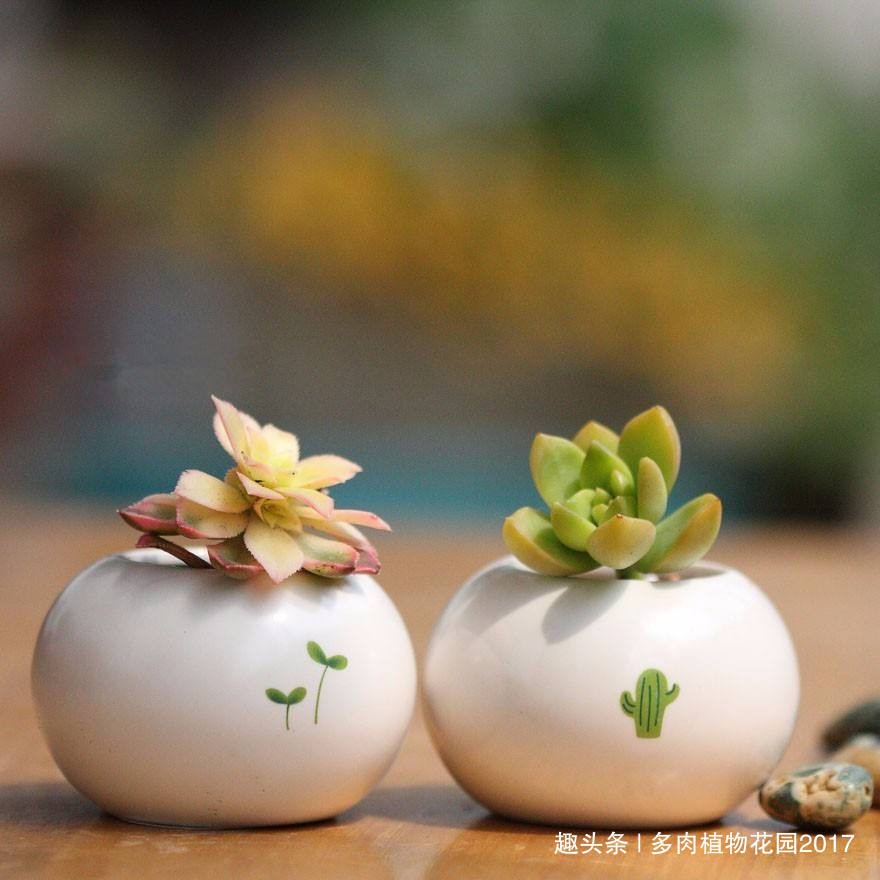 掉了的多肉叶片不要扔掉,自己在家繁殖多肉玩