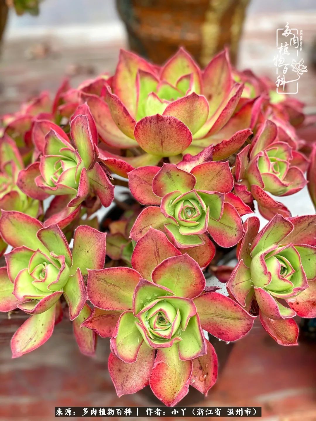 祖上无院家里无矿,一腔浪漫情怀付诸楼顶造花!