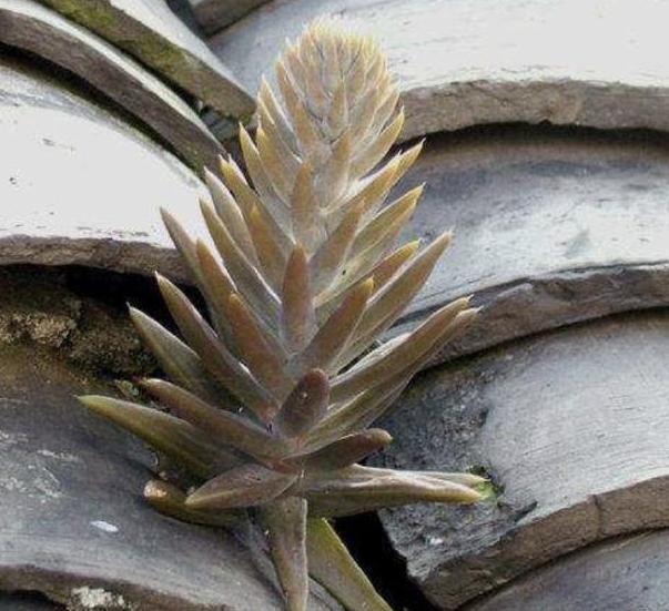 瓦松老一辈的回忆,喜在8、9月开花,盆栽得抓住4个细节