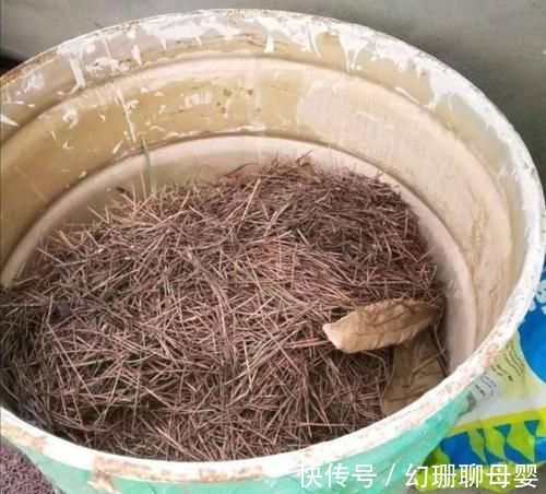 养花|松针土采集回来,怎样处理才能养花?教你制作松针土