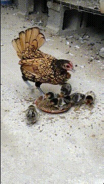 |搞笑GIF:据说好身材的妹子,都可以做到这个动作