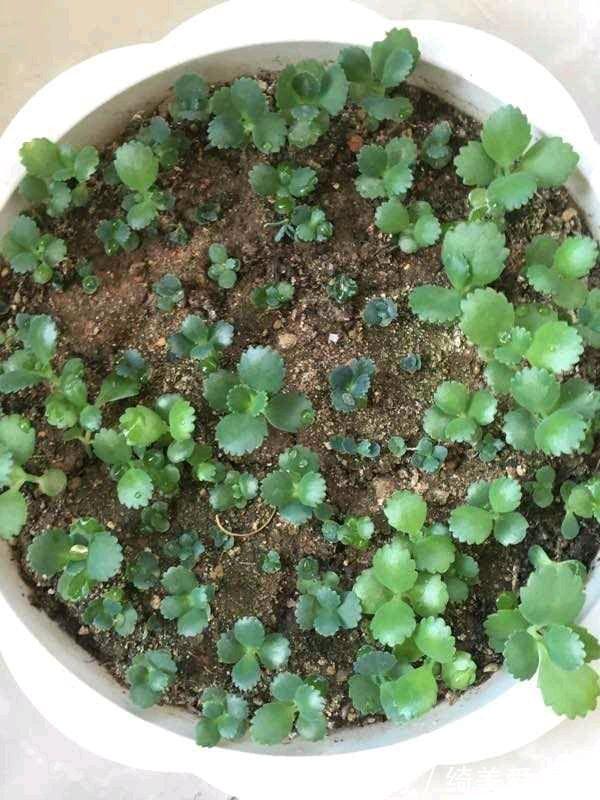 这5种花叶子落地便生根,趁现在抓紧繁殖,一个月长成小盆栽