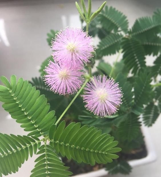 “含羞草”不害羞,是“3大因素”影响的,不懂的人快了解一下