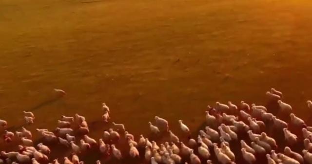 历史|历史解说成吉思汗为什么会成功,原因是什么