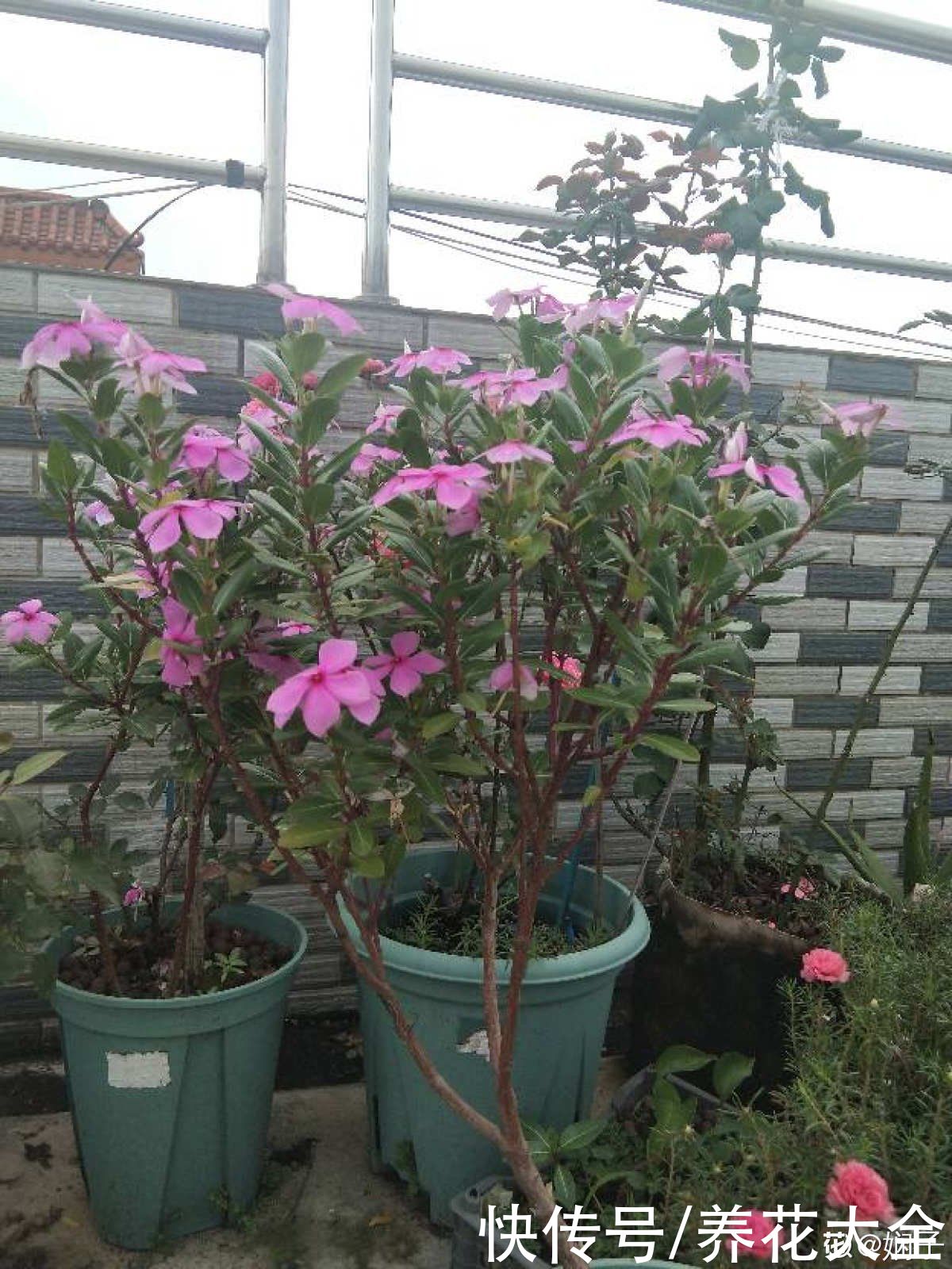 一种花名叫“天天开”，修剪一下，还能长成小花树