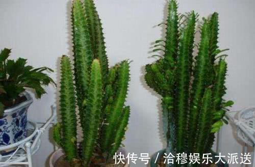 黑名单|“3种花”已经被懂行的人拉入黑名单,就是再有钱,也别养室内