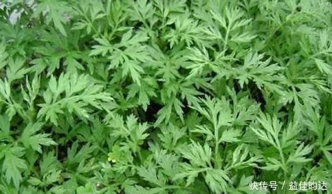 艾叶|农村路边一野菜，又称女性妇科病的“救命草”，值得一试
