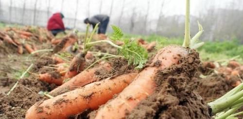  粘稠|高血糖可以吃的7种食物，习惯吃可以助降血糖，血液不粘稠