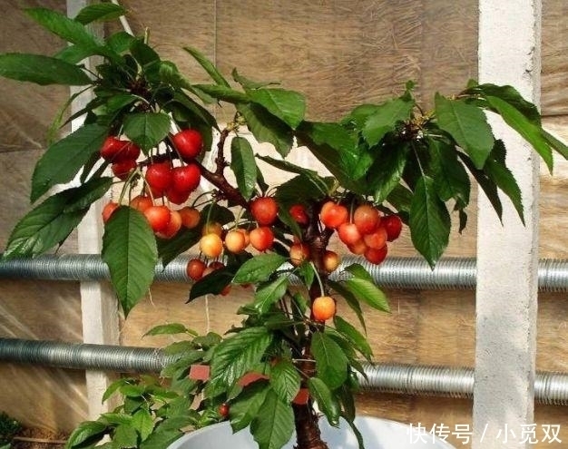 果实|公认“养不死”的7种水果盆栽,粘土就活,新鲜果实一年吃不停