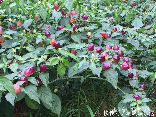 移栽|既好看,又好吃的七彩辣椒,你会错过在你的花盆么