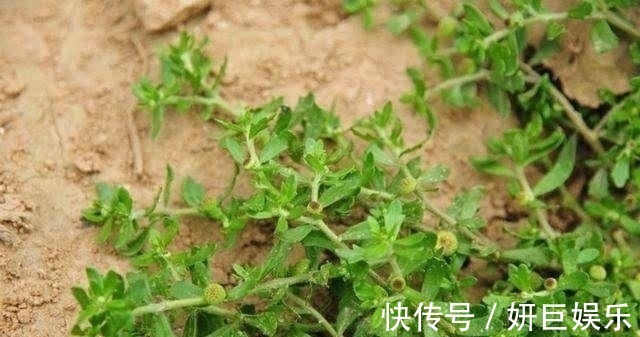 鼻炎|农村地里的野草，叫“鹅不食草”，是治疗鼻炎的良药，见过吗